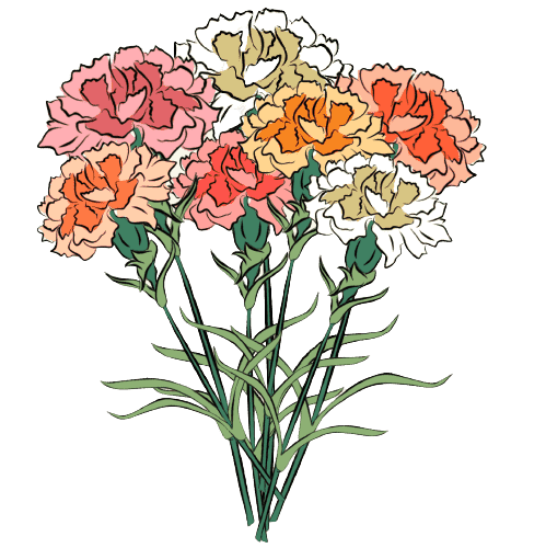 Carnation January Geburtsblume