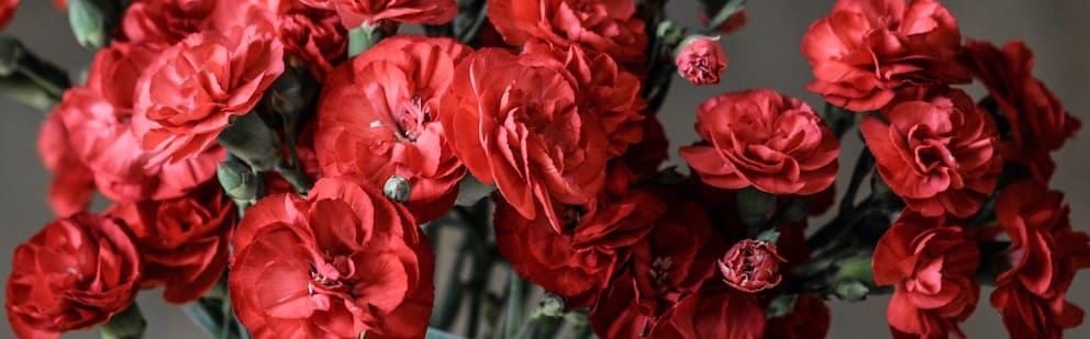 carnations january Geburtsblume