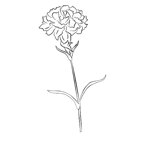 Januar Geburtsblumen-Tattoo-Ideen: Nelke