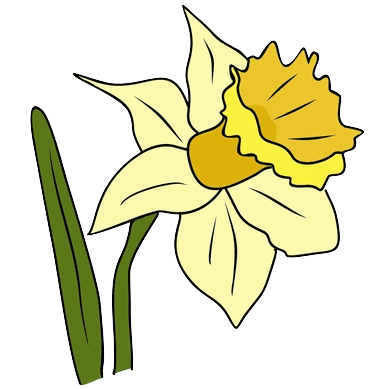 März Geburtsblume Narzisse