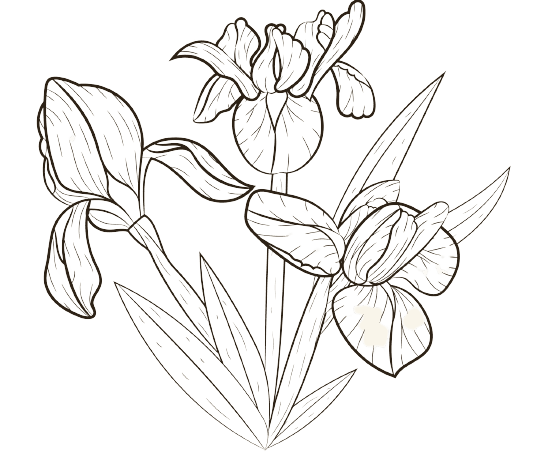 Februar Geburtsblume Tattoo Ideen: Schwertlilien