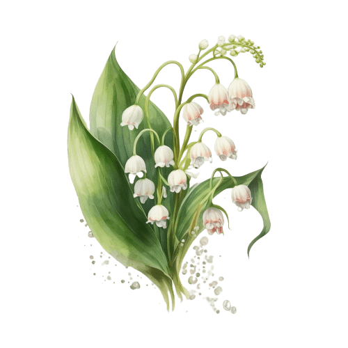 Mai Geburtsblume Maiglöckchen