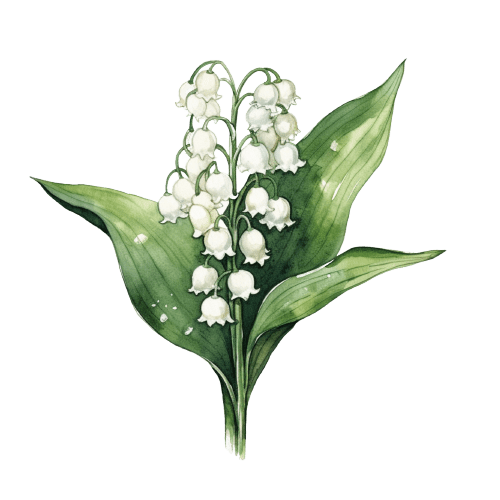 Mai Geburtsblume Maiglöckchen