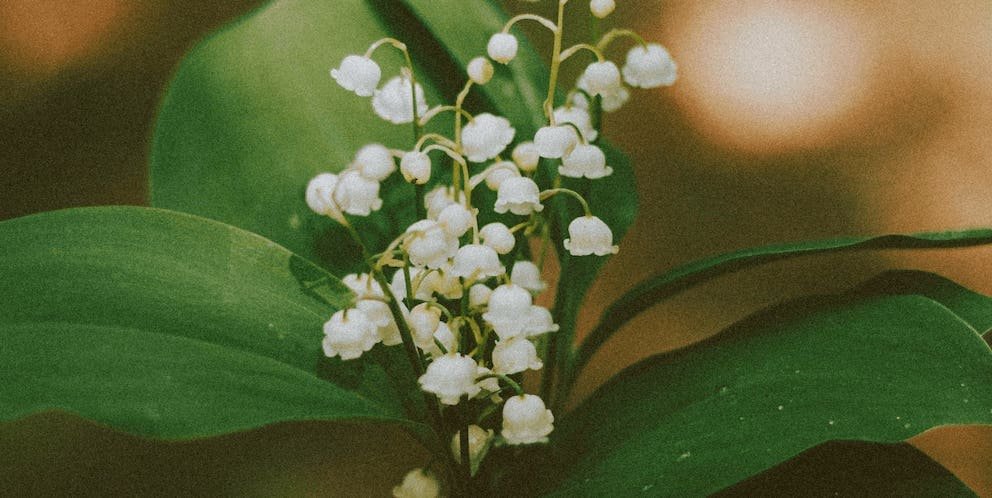 Mai Geburtsblume Maiglöckchen