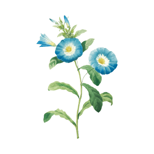 September Geburtsblumen-Tattoo-Ideen: Winde-Blume
