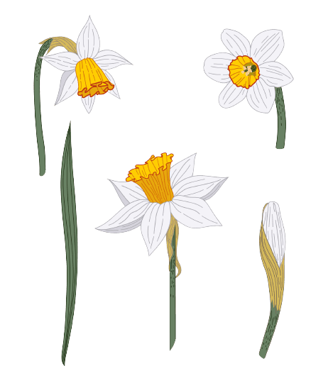 tatuajes de flores de nacimiento de diciembre: Narciso
