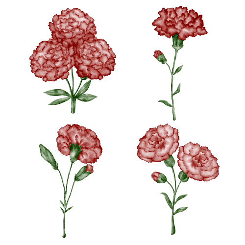 Ideas para tatuajes de flores de nacimiento de enero: Clavel