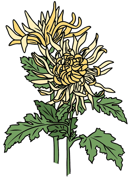 Ideas para tatuajes: Crisantemo