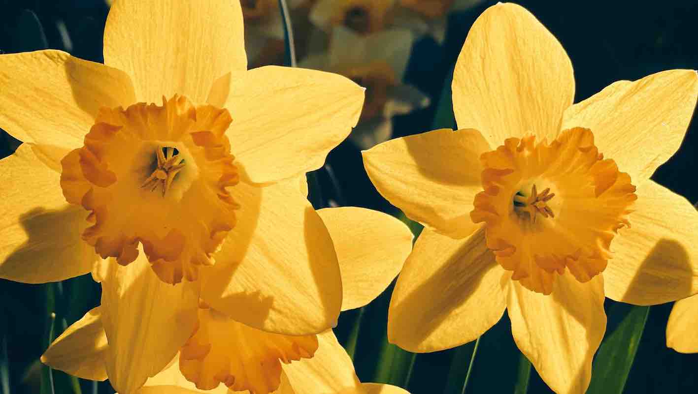 Ideas para tatuajes de flores de nacimiento de marzo: Narciso