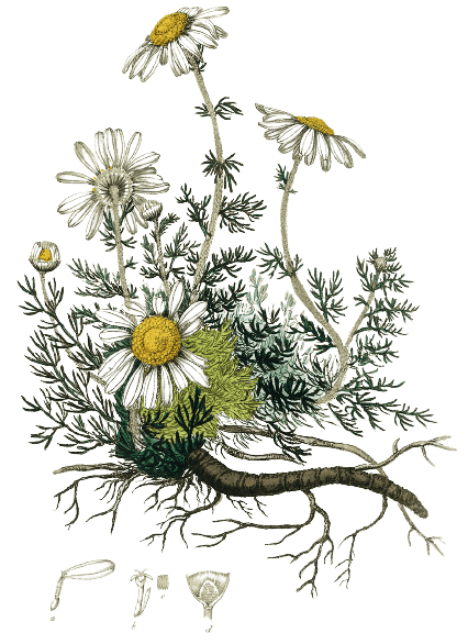 Ideas para tatuajes de flores de nacimiento: Margaritas