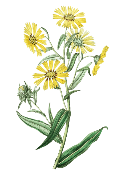 Ideas para tatuajes de flores de nacimiento: Margaritas