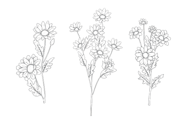 Ideas para tatuajes de flores de nacimiento: Margaritas