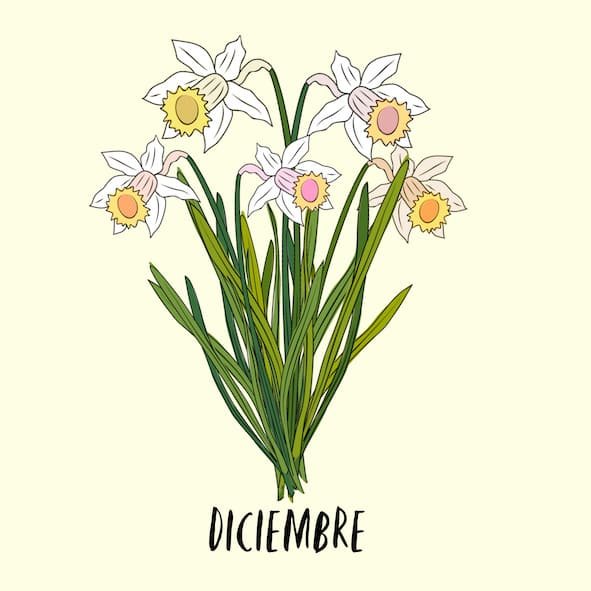 december birth flower