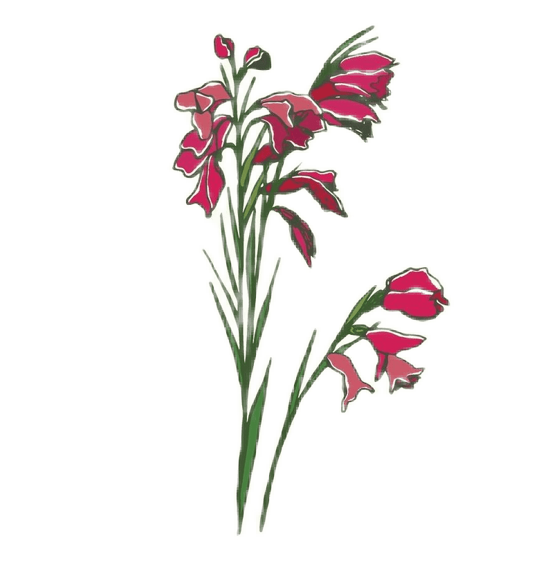 flores de nacimiento de agosto: Gladiolo