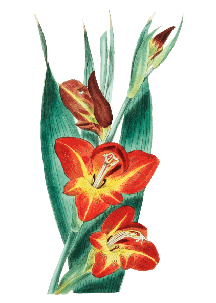 Ideas para tatuajes de flores de nacimiento de agosto: Gladiolo