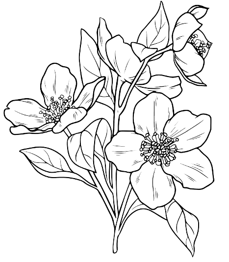 flores de nacimiento de diciembre: Eléboro