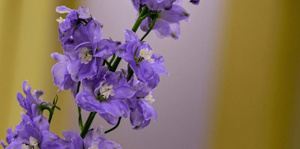 flores de nacimiento de julio: Espuela de caballero