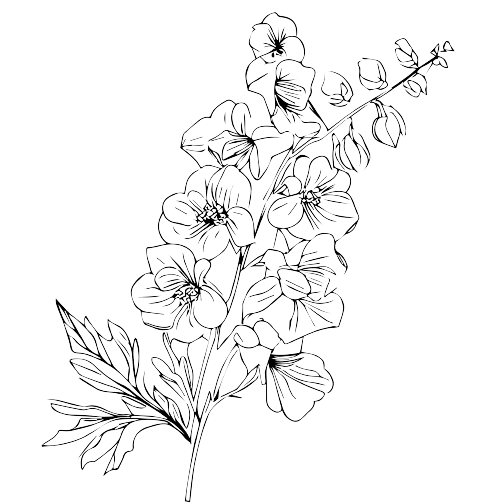 Ideas para tatuajes de flores de nacimiento de julio: Espuela de caballero