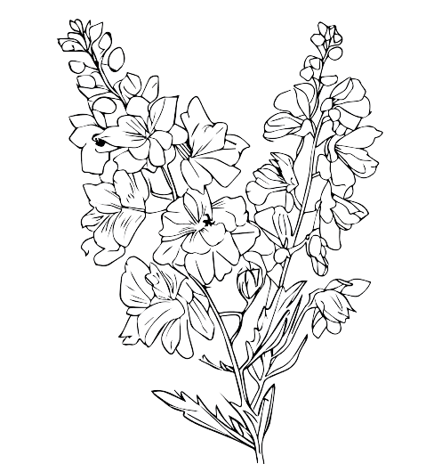 Ideas para tatuajes de flores de nacimiento de julio: Espuela de caballero