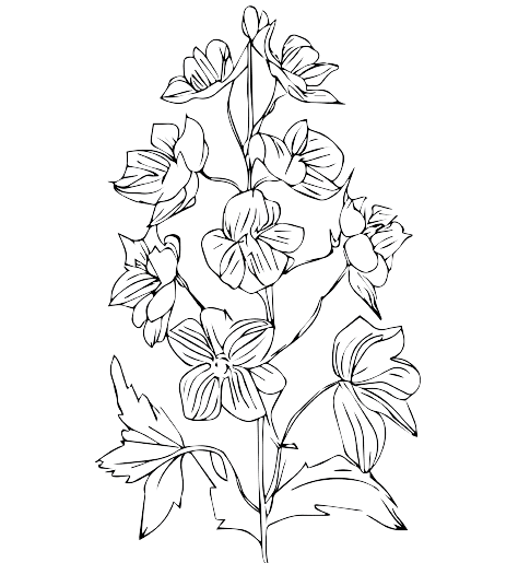 Ideas para tatuajes de flores de nacimiento de julio: Espuela de caballero