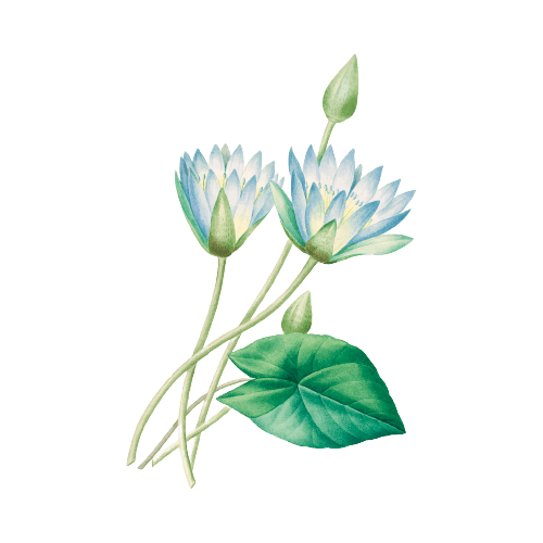 Ideas para tatuajes de flores de nacimiento de julio: Nenúfar