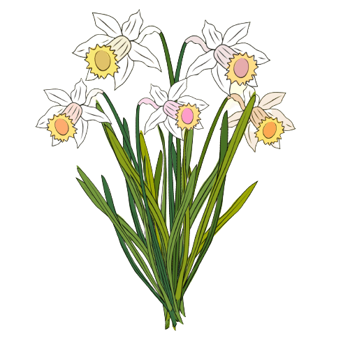 flores de nacimiento de diciembre: Eléboro