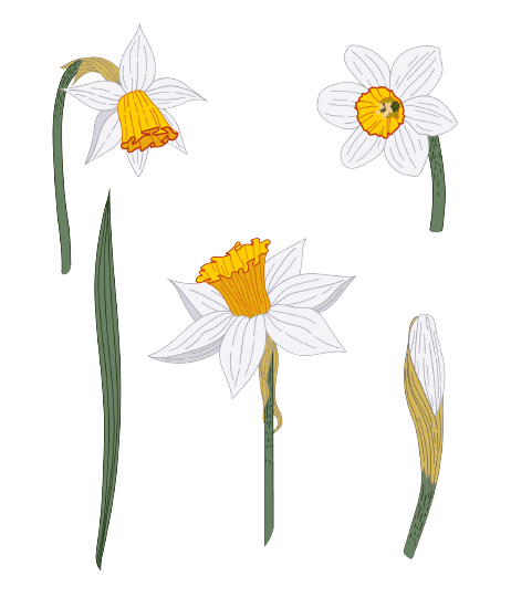 Narcisse Tatouage fleur de naissance décembre