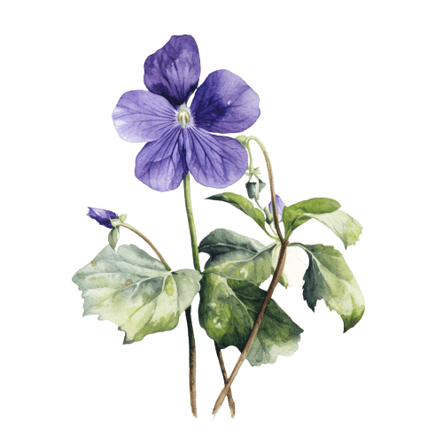Violette Fleur de naissance  de Février Tatouage