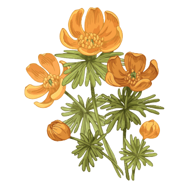 Winter Aconite Janvier  Birth Flower