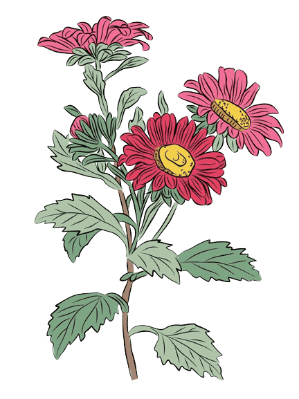  Aster - Tatouage fleur de naissance septembre