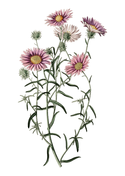 Aster - Tatouage fleur de naissance septembre