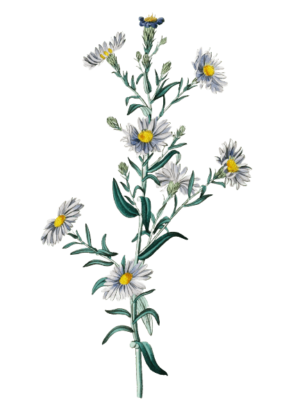 Aster - Tatouage fleur de naissance septembre