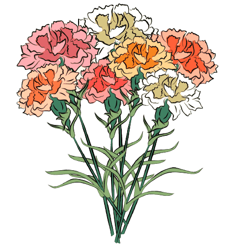 Carnation Janvier  Birth Flower