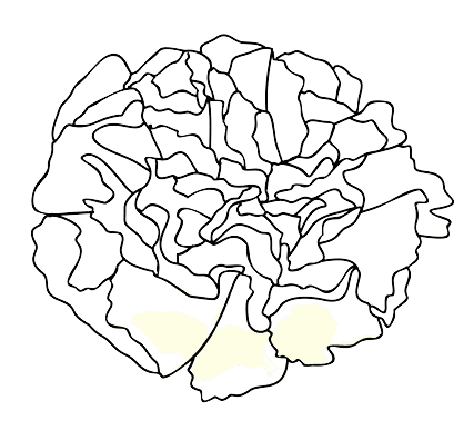 Œillet Tatouage fleur de naissance janvier 