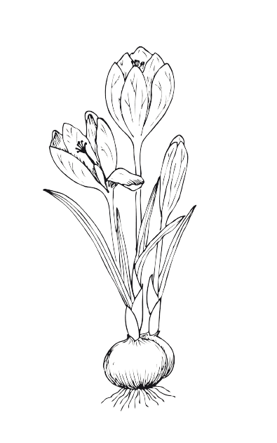 Crocus Tatouage fleur de naissance mars
