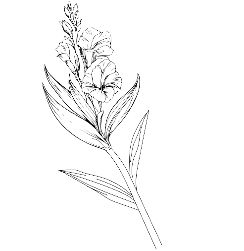 Tatouage fleur de naissance août Glaïeul