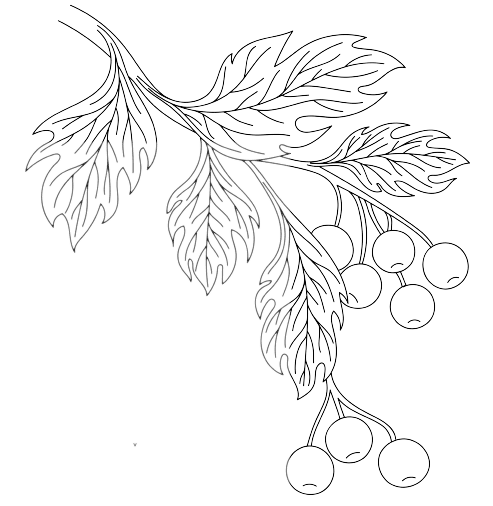 l'aubépine Fleur de naissance de mai