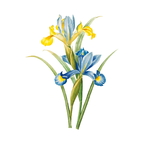 Iris Fleur de naissance de Février Tatouage