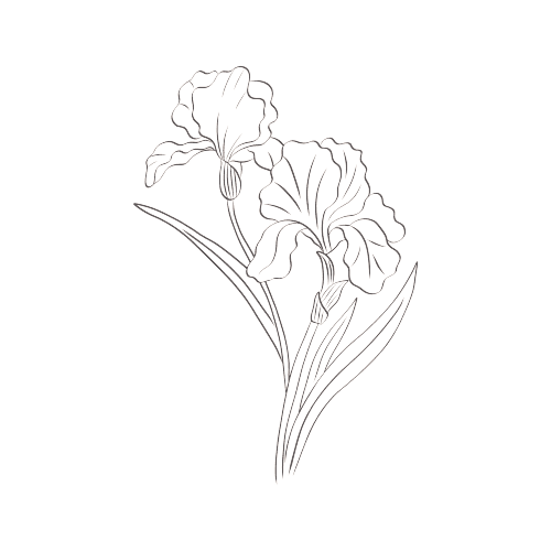 Iris Fleur de naissance de Février Tatouage Line Drawing