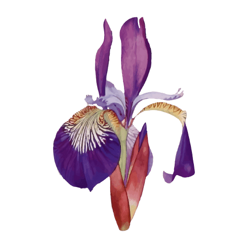 Iris Fleur de naissance de Février Tatouage