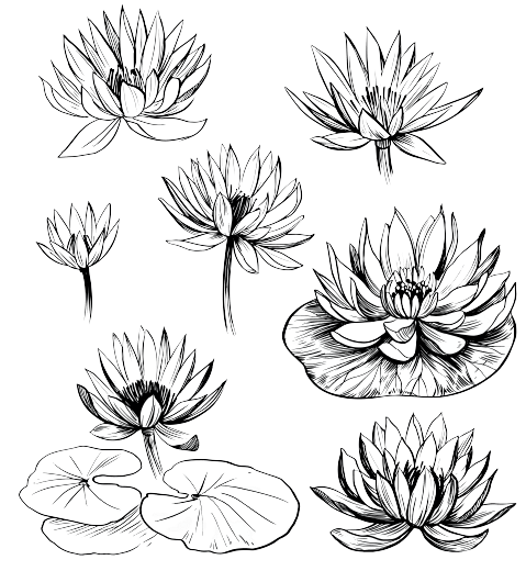 Nénuphar Tatouage fleur de naissance juillet