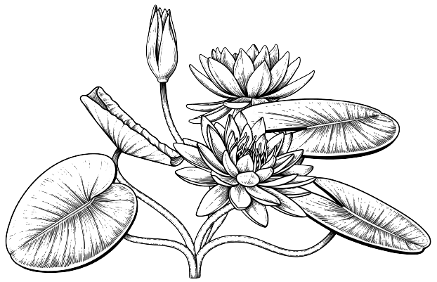 Nénuphar Tatouage fleur de naissance juillet