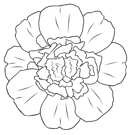 Tatouage de Fleurs de Naissance: Souci