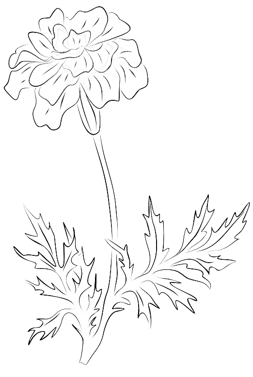 Tatouage de Fleurs de Naissance: Souci