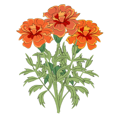 Fleurs de Naissance: Souci