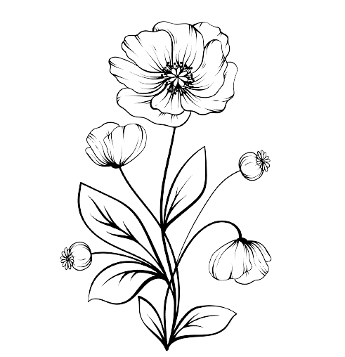 Tatouage fleur de naissance août coquelicot