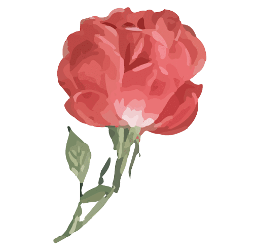 Rose Fleur de naissance de juin