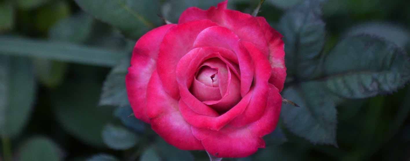 Rose Fleur de naissance de juin