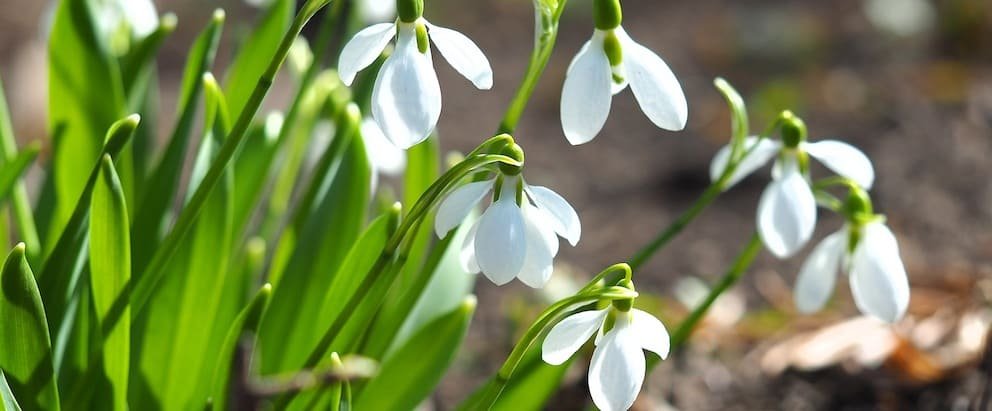 Snowdrops Birth Flower Janvier 