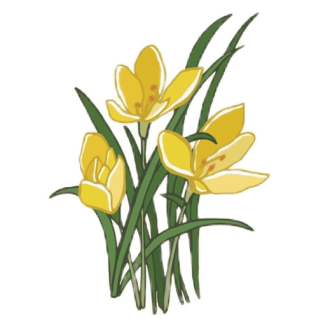 クロッカス 誕生花のイメージ